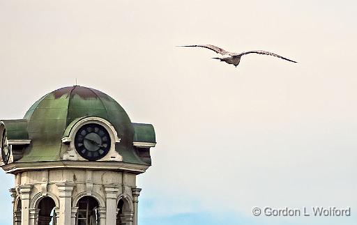 Gull In Flight_DSCF4696.jpg